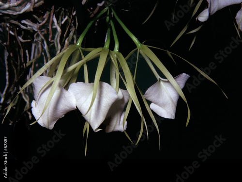 brassavola nodosa