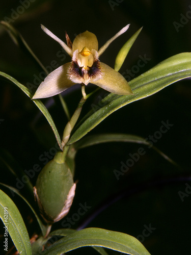 Photo: coelogyne ovalis coelogyne ovalis