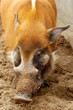 digging pig digging pig