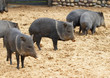 mini-pigs mini-pigs