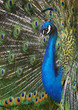 majestic peacock