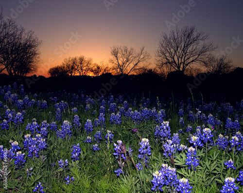 bluebonnets at sunset