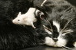 cat and mouse