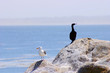 diversified seagulls