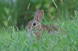 easter bunny