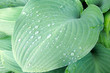 solid green hosta leaf