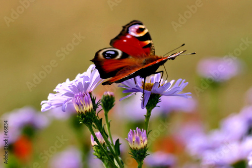 papillon commun sur fleur bleu