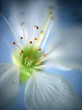 flower of a cherry flower of a cherry
