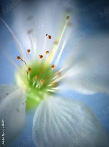 flower of a cherry