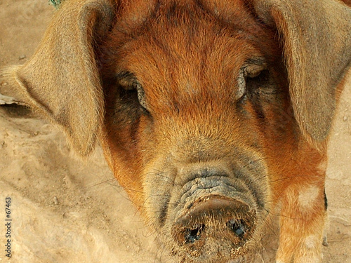 porc porc