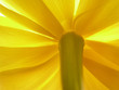 yellow tulip