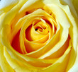 rose jaune