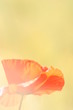 poppy