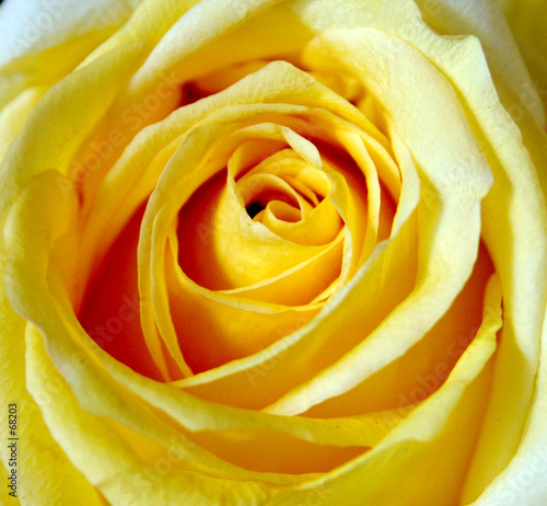 rose jaune rose jaune