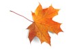 leaf leaf