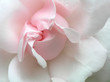 pink rose
