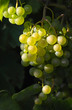 weintrauben