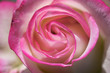 pink rose