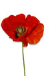 coquelicot detouré