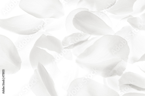 white rose petals on white