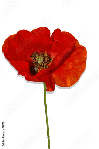 coquelicot detouré