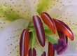 lilium coeur