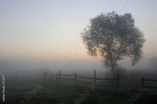 morning in the fog
