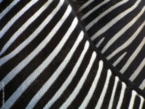 Photo: details of zebra details of zebra