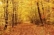 fall