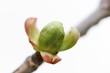 bud