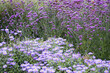 purple flowers