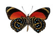 colorful peruvian butterfly, isolated against whit colorful peruvian butterfly, isolated against whit