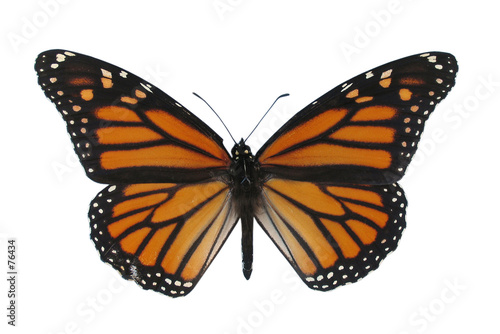 monarch butterfly, isolated against white backgrou monarch butterfly, isolated against white backgrou