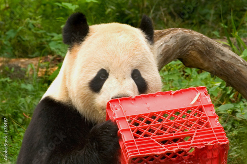 giant panda with milk crate