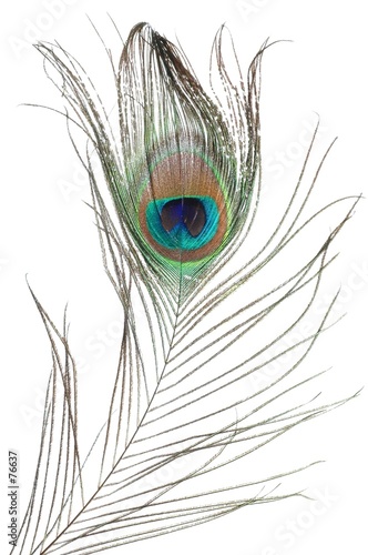 peacock feather