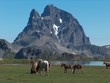 chevaux devant le lac d'anayet, pyrénées