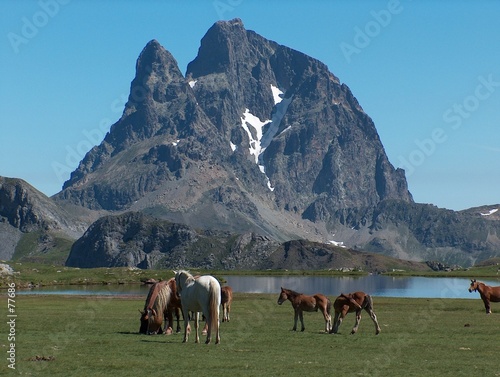 chevaux devant le lac d'anayet, pyrénées
