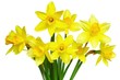 daffodils
