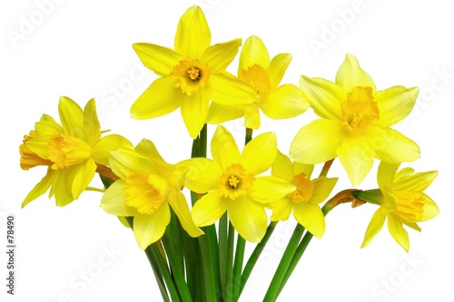 daffodils