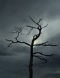 Foto: dead tree dead tree