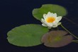 Foto: waterlily waterlily