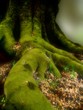 where elves live