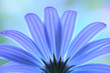 blue anemone
