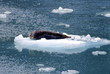 seal on ice