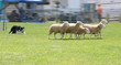 sheep dog 4950 sheep dog 4950