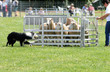 sheep dog 4962 sheep dog 4962