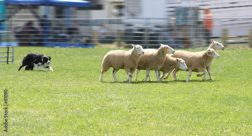 sheep dog 4950 sheep dog 4950
