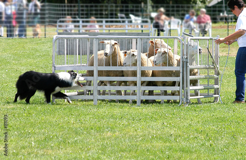 sheep dog 4962 sheep dog 4962