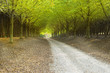 country road country road
