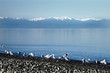 olympic seagulls